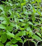 Stek Pompoen KOMKOMMER Paprika Courget Tomaat Biber Madam. J, Tuin en Terras, Zomer, Ophalen of Verzenden, Groenteplanten, Eenjarig