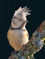 0-2 kuifmees 2024 met DNA, Dieren en Toebehoren, Vogels | Overige Vogels, Vrouwelijk, Wildzangvogel, Geringd