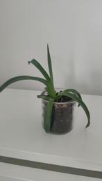 aloe vera in glazen potje, Ophalen, Cactus, Minder dan 100 cm