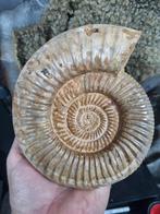 Grote ammoniet, gepolijst, Verzamelen, Mineralen en Fossielen, Ophalen of Verzenden, Mineraal