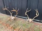 Rendiergeweien,geweien,rendier,kerst,decoratie, Verzamelen, Dierenverzamelingen, Ophalen of Verzenden, Gebruikt, Wild dier, Gewei of Kop