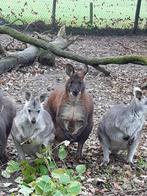 wallaroe kangoeroe, Dieren en Toebehoren, Overige Dieren, Mannelijk