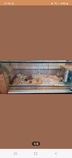 Gerbilarium, 75 tot 110 cm, Ophalen, Minder dan 60 cm, Hok