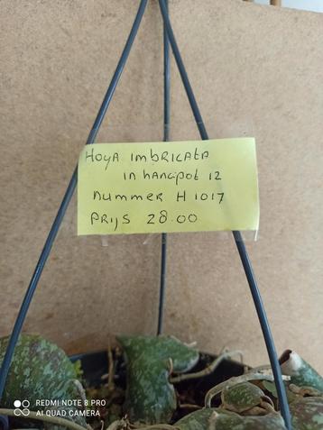 Hoya imbricata in hangpot 12 nummer H1017 beschikbaar voor biedingen