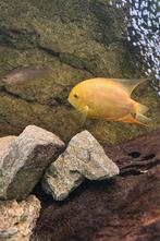 Heros Severum Gold, Vis