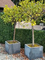 3x laurier boompje in bloembak, Tuin en Terras, Planten | Bomen, Ophalen, Halfschaduw, Overige soorten, Minder dan 100 cm