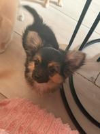 Chihuahua fci reu, Dieren en Toebehoren, Honden | Chihuahua's en Gezelschapshonden, Nederland, Reu, CDV (hondenziekte), 8 tot 15 weken