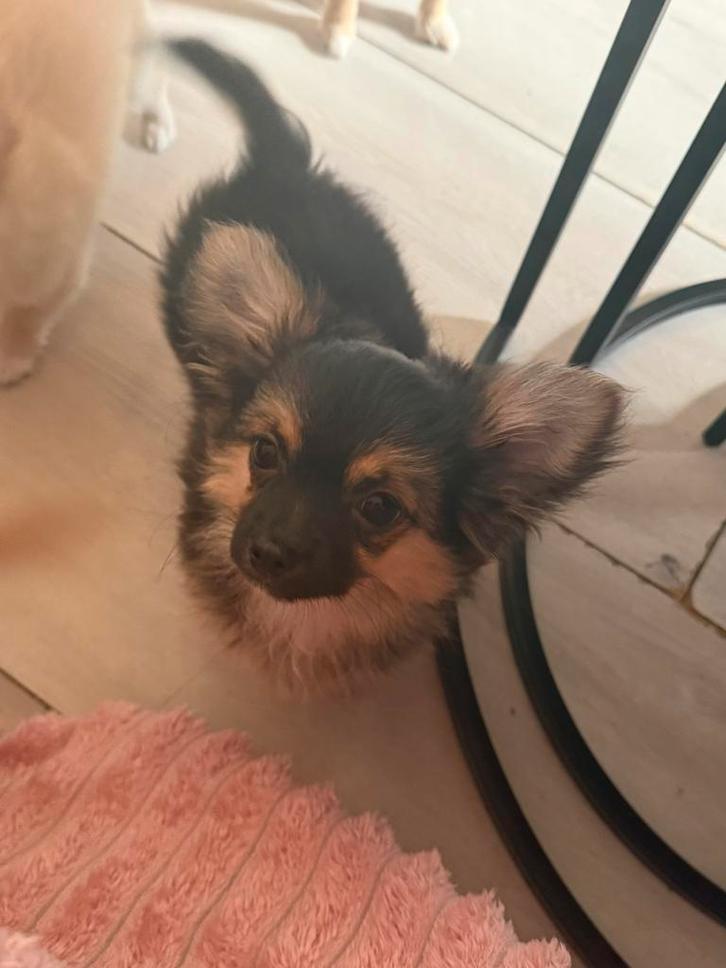 Chihuahua fci reu, Dieren en Toebehoren, Honden | Chihuahua's en Gezelschapshonden, Reu, Chihuahua, Fokker | Professioneel, Eén hond