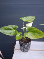 Anthurium Plant - Witte Flamingo Bloem, Ophalen