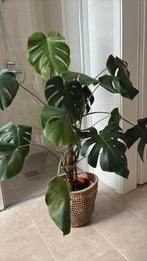 Monstera met mosstok, Ophalen, Overige soorten, Halfschaduw, 100 tot 150 cm