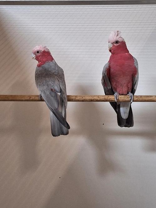 Koppel rosé kaketoe's., Dieren en Toebehoren, Vogels | Parkieten en Papegaaien, Papegaai, Meerdere dieren, Geringd
