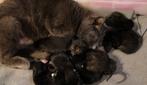 Kittens x kruising, Dieren en Toebehoren, Meerdere dieren, Kortharig, 0 tot 2 jaar