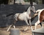 Uniek pintaloosa merrie veulen, Dieren en Toebehoren, Merrie, Ontwormd, 0 tot 2 jaar