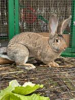 Vlaamse reus ram gezocht, Dieren en Toebehoren, Konijnen, Mannelijk, Groot