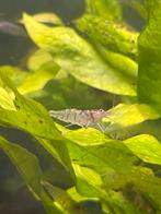 White pearl garnaal, Dieren en Toebehoren, Kreeft, Krab of Garnaal, Zoetwatervis, Schoolvis