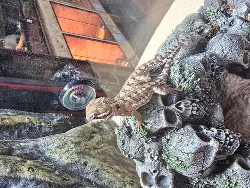 Jonge dwergbaardagamen, Dieren en Toebehoren, Reptielen en Amfibieën, Hagedis