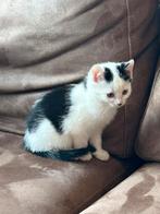 Deze super lieve jongen zoekt een lief baasje, Dieren en Toebehoren, Katten en Kittens | Overige Katten, Kater
