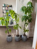 Pachira geldboom 3 stuks, Huis en Inrichting, Kamerplanten, Minder dan 100 cm, Ophalen of Verzenden, Halfschaduw