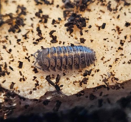 Armadillidium sp 'Orange stripe', Dieren en Toebehoren, Insecten en Spinnen, Overige soorten