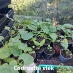 Courgette stekken, Tuin en Terras, Planten | Tuinplanten, Zomer, Fruitplanten, Ophalen, Eenjarig