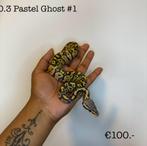 0.1 Pastel Ghost NK24, Dieren en Toebehoren, Reptielen en Amfibieën, Slang