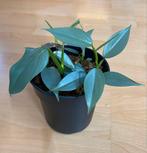 Philodendron Hastatum ‘Silver Sword’, Ophalen of Verzenden, Halfschaduw, Minder dan 100 cm