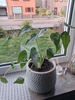 Olifantsoor plant in pot, Huis en Inrichting, Kamerplanten, Ophalen of Verzenden