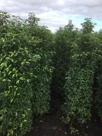 Prunus Angustifolia Lusitanica - Portugese Laurier, Ophalen, Vaste plant, Overige soorten, Halfschaduw