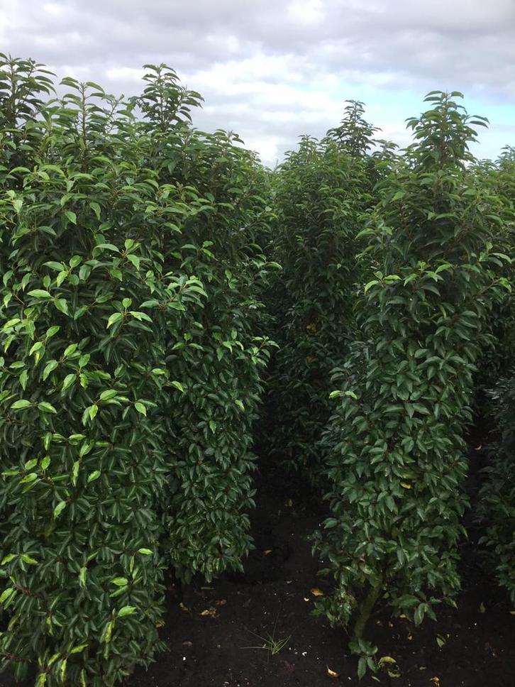 Prunus Angustifolia Lusitanica - Portugese Laurier, Tuin en Terras, Planten | Tuinplanten, Vaste plant, Overige soorten, Halfschaduw