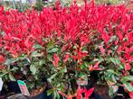 Photinia Carré Rouge, de mooiste groenblijvende haagplant, Vaste plant, Ophalen of Verzenden, Lente, Volle zon