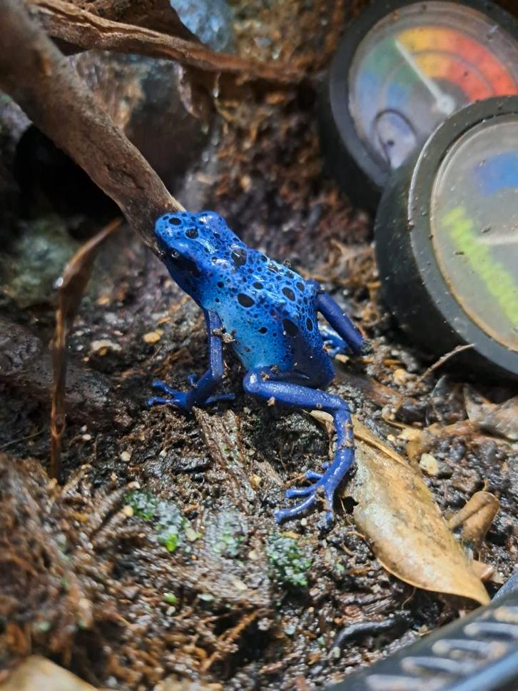 2 gifkikkers dendrobates tinctorius azureus incl terrarium