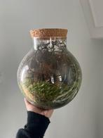 Zelfvoorzienend ecosysteem / terrarium van Growing Concepts, Huis en Inrichting, Kamerplanten, Groene kamerplant, Ophalen, Overige soorten