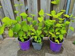 Hortensia Sneeuwbal, Tuin en Terras, Planten | Tuinplanten, Ophalen of Verzenden, Zomer, Overige soorten, Halfschaduw
