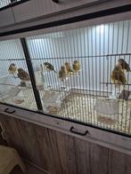 Glosters(consort), Mannelijk