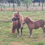 Kleine maat.s shetlandmerrie te koop, Dieren en Toebehoren, Pony's, Merrie, Niet van toepassing, A pony (tot 1.17m), 7 tot 10 jaar