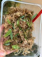 Philodendron burle marx fantasy, uitgelopen wetsticks, Huis en Inrichting, Kamerplanten, Ophalen of Verzenden, Halfschaduw, Minder dan 100 cm