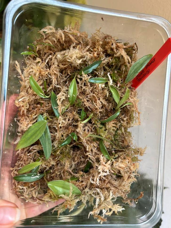 Philodendron burle marx fantasy, uitgelopen wetsticks, Huis en Inrichting, Kamerplanten, Minder dan 100 cm, Halfschaduw, Ophalen of Verzenden