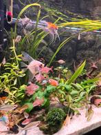 Groep maanvissen 5 stuks, Vis