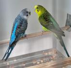 Blackwing en blackface parkieten, Meerdere dieren, Parkiet