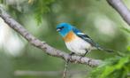 Lazulivink, Dieren en Toebehoren, Vogels | Duiven, Mannelijk