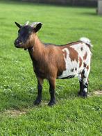 Te koop 3 lieve dwerggeiten, Dieren en Toebehoren, Schapen, Geiten en Varkens, Vrouwelijk, Geit, 3 tot 5 jaar
