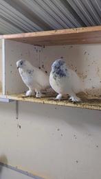 Duiven te koop, Dieren en Toebehoren, Vogels | Duiven, Meerdere dieren, Overige soorten