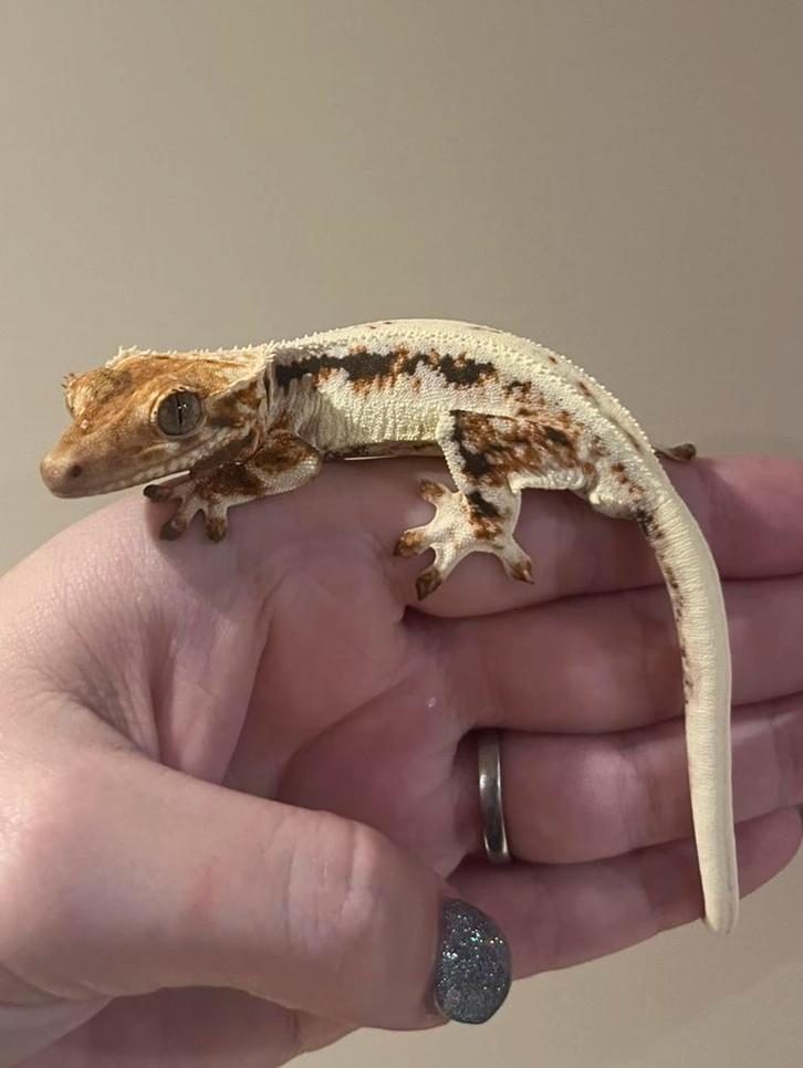 Wimpergekko man lilly white tricolor