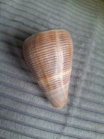 Conus 7,5 cm. 1995., Verzamelen, Mineralen en Fossielen, Ophalen of Verzenden, Schelp(en)