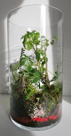 Terrarium planten, ecosysteem, vaas, weckpot, Huis en Inrichting, Kamerplanten, Overige soorten, Minder dan 100 cm, Halfschaduw