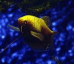 Dwerg gourami, honig gourami,, Vis