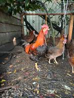 Jonge Welsumer Haan te koop, Dieren en Toebehoren, Pluimvee, Mannelijk, Kip