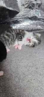kittens zoeken een goud mandje, Dieren en Toebehoren, Katten en Kittens | Overige Katten, Meerdere dieren