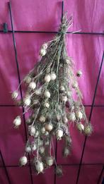 droogbloemen  Juffertje in het groen Nigella, Ophalen of Verzenden, Nieuw