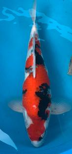 Mooie showa, kweker Sekiguchi, nisai, 44 cm, Karper of Koi